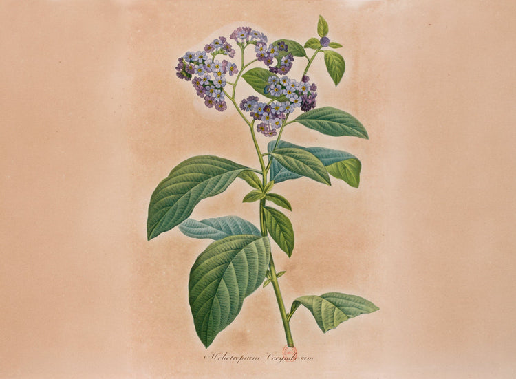 Héliotrope du Pérou