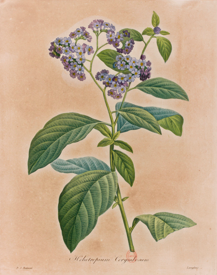 Héliotrope du Pérou