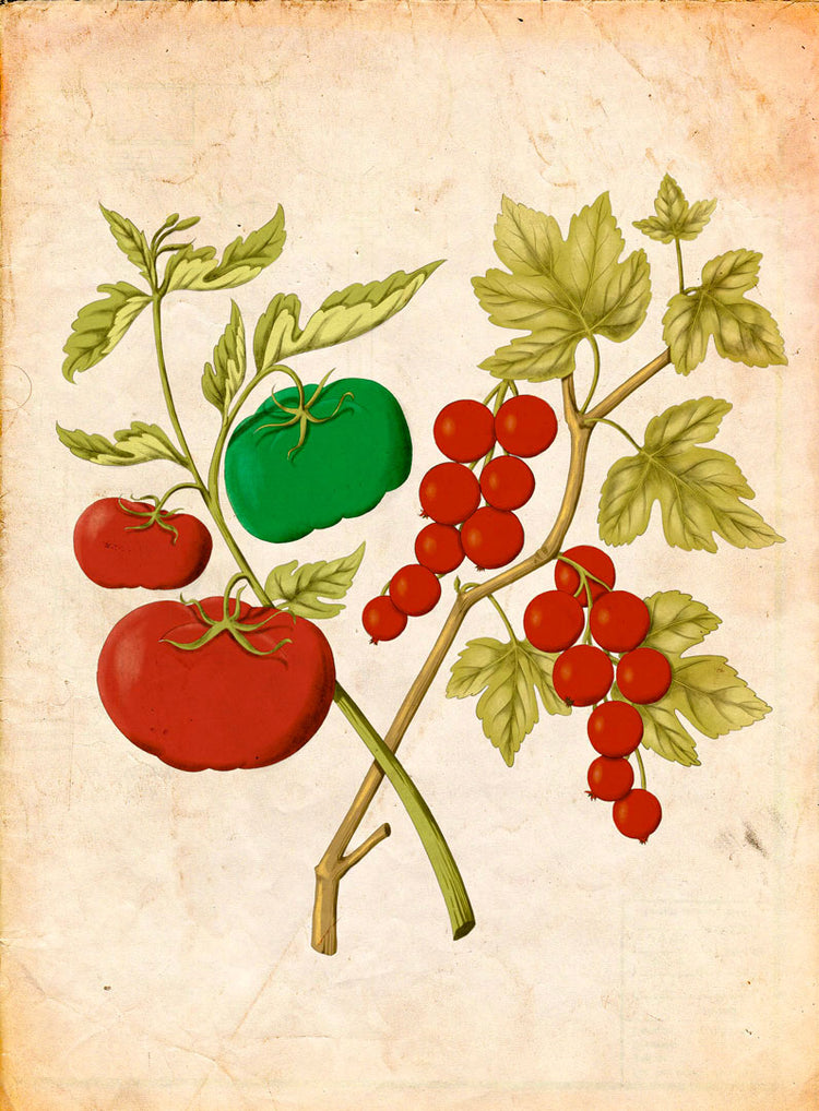 Scandinavian redcurrant and peruvian tomato - Buly 1803