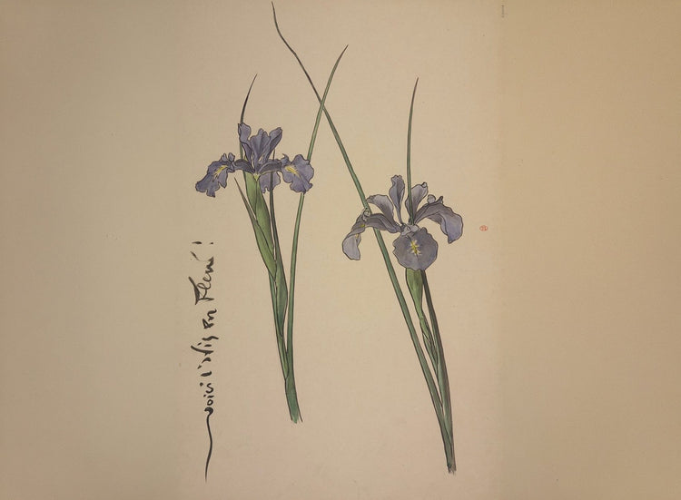 Iris de Malte