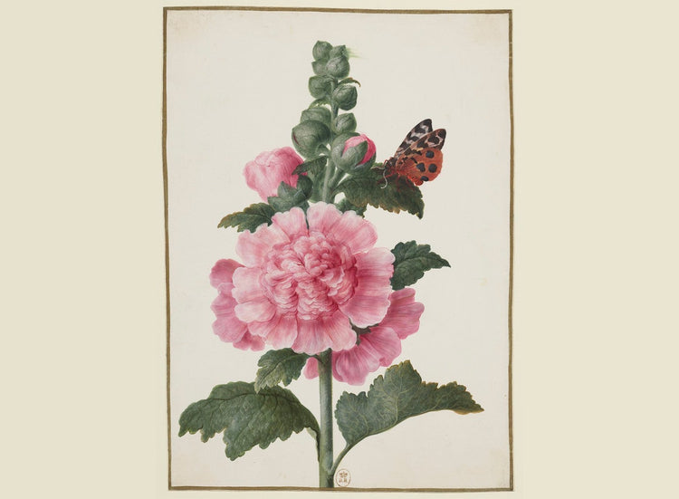 rosa damascena