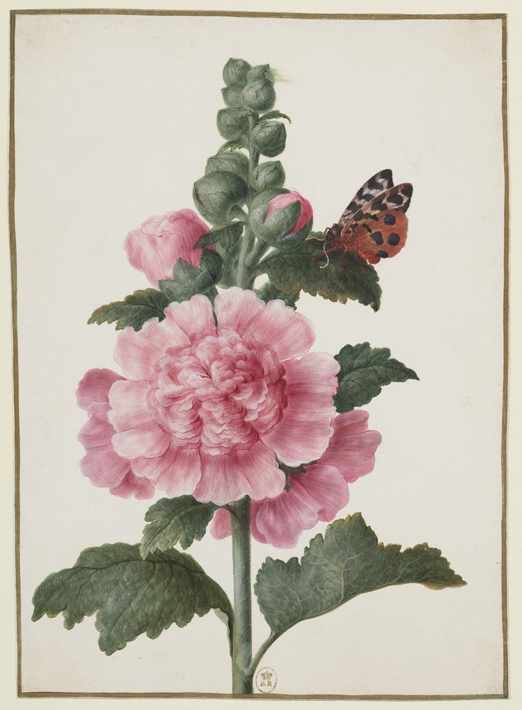 Rose de Damas