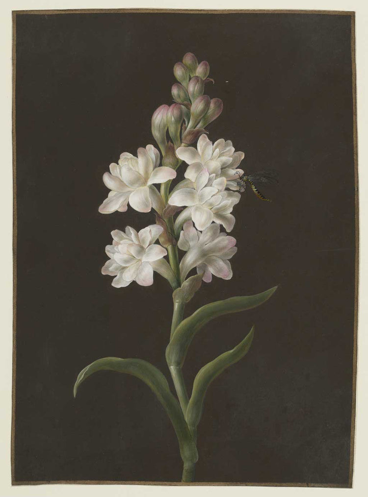Tuberosa del Messico
