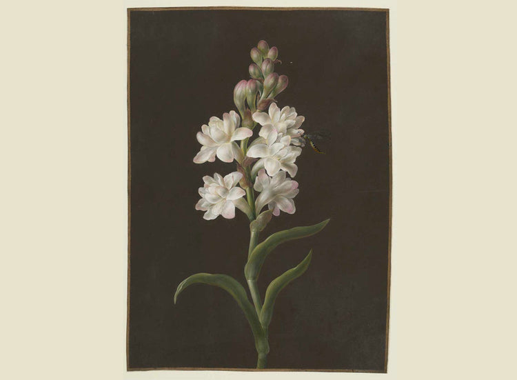 Mexican Tuberose