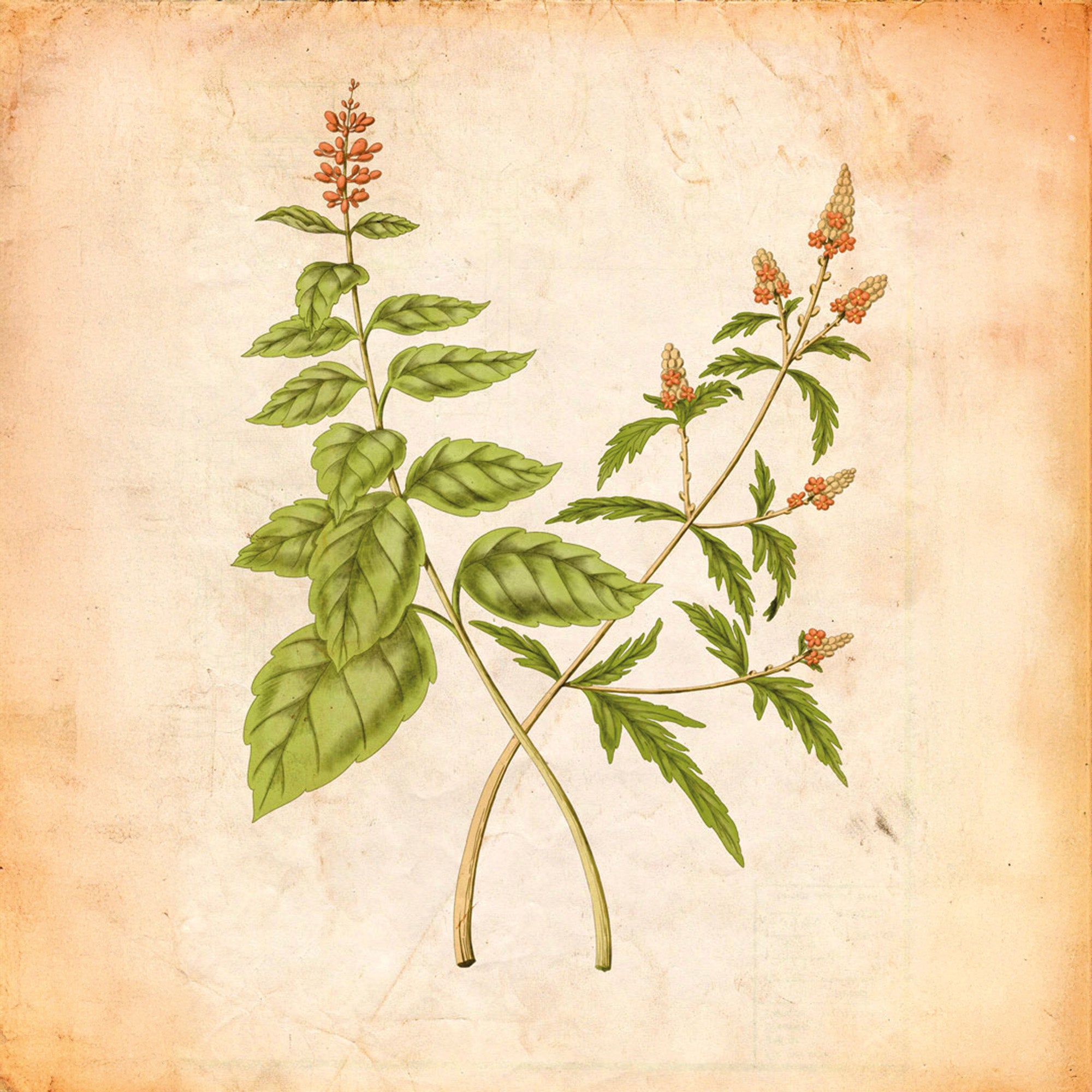 ANDEAN VERBENA AND ULU BASIL – Officine Universelle Buly